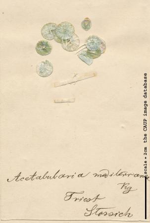 Acetabularia acetabulum 07.jpg